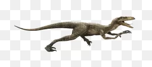 Velociraptor (Movie Canon) | Jurassic Park Wiki | ClipartFlare Powered ClipartFlare.com 