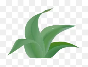 Free Jungle Plants Png, Download Free Jungle Plants Png Png Images ClipartFlare.com 
