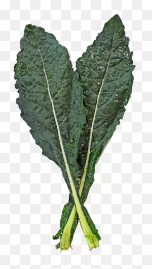 Kale Png Clipart - Large Size Png Image - ClipartFlare