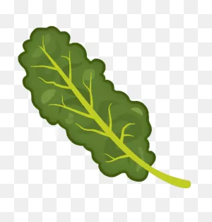 Kale Clipart Transparent - Transparent Background Kale Clipart ClipartFlare.com 