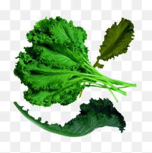 Spring Greens Cabbage Organic Food Kale - Spring Greens Cabbage ClipartFlare.com 