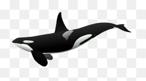 40  Free Killer & Orca Vectors