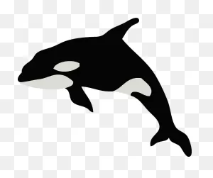 Killer Whale Clipart. Free Download Transparent .png | ClipartFlare