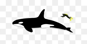 Orca (Killer Whale) Facts - Naturemapping