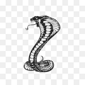 Download Cobras King Cobra Snakes Tattoo Snake Drawing Hq Png ClipartFlare.com 