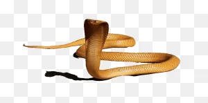 King Cobra Png Hd Png, PNG-WebP Clip Art For Web - Download Clip Art ClipartFlare.com 