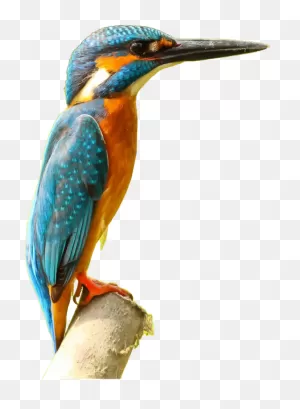 Belted Kingfisher Common Kingfisher Music Download - Kingfisher ClipartFlare.com 