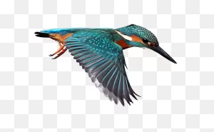 Free Kingfisher Cliparts, Download Free Kingfisher Cliparts Png ClipartFlare.com 