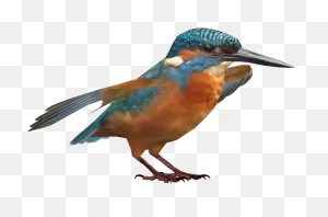 Kingfisher Png Hd - Kingfisher Png - (921X921) Png Clipart Download