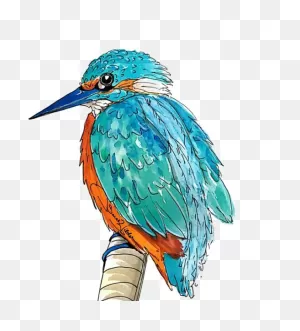 Kingfisher Bird Transparent | Png All