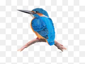 Kingfisher Clipart Cartoon - Kingfisher Transparent | Full Size ClipartFlare.com 