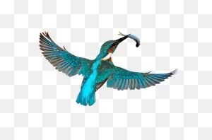 Kingfisher Png Download Image | Png All