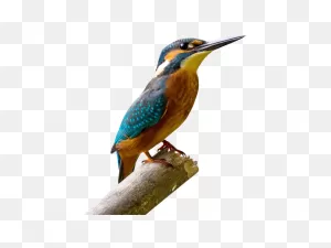 Kingfisher Bird Png Transparent Image - ClipartFlare ClipartFlare.com