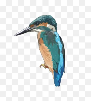 Kingfisher Bird Clip Art Image - Clipsafari
