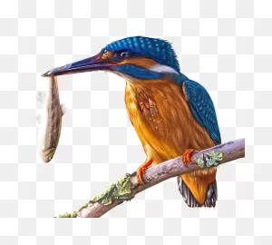 Painting Kingfisher Bird - Free Photo On ClipartFlare