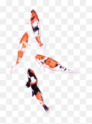 Koi Fish Drawing Colour Clipart - Full Size Clipart (#5756822 ClipartFlare.com 