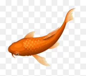 Orange Koi Fish Transparent Clip Art Png Image | Orange Koi, Koi ClipartFlare.com 