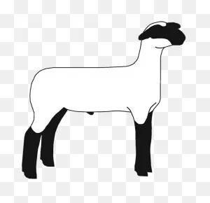 Show Lamb Clip Art 4-Right | Cornerstone Club Lambs