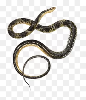 Ground Snake - Hindu God Sri Lakshmi Ganapathi Temple Clipart ClipartFlare.com 