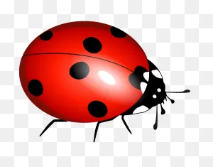 Clipart - Ladybug, Ladybirds, Boruå¾Ä— | Ladybird, Ladybug, Insect Art