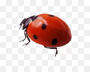 Ladybug Clipart