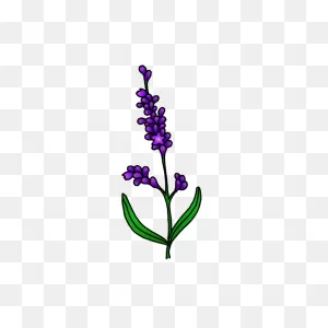 How To Draw Lavender Flowers - Step By Step Easy Drawing Guides ClipartFlare.com 