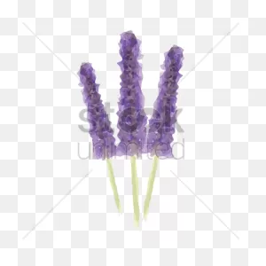 Lavender Flowers Vector Image - 1631731 | Stockunlimited