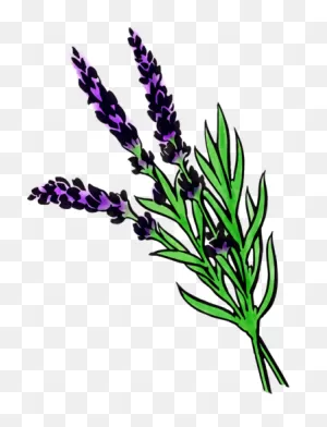 Lavender | Lavandula Spp. - Motherlove Herbal Company