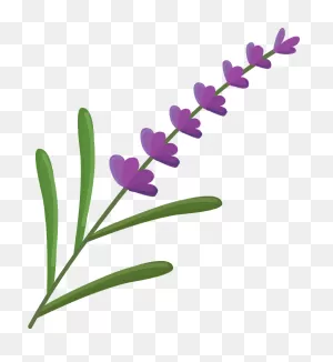 Lavender Clipart. Free Download Transparent .png | ClipartFlare