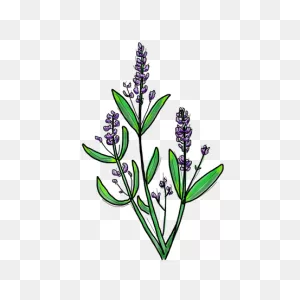 Lavender