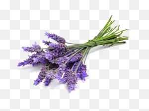 Lavender Oil Pure