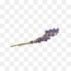 True French Lavender