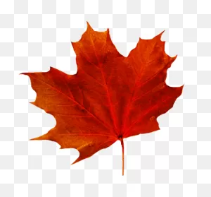 Leaves Clipart Brown Leaf - Fall Leaves Clip Art - (600X467) Png ClipartFlare.com 