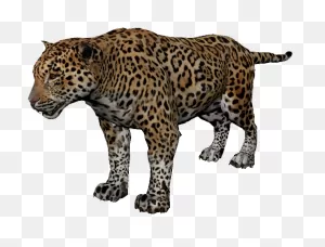 African Leopard Clipart - Large Size Png Image - ClipartFlare