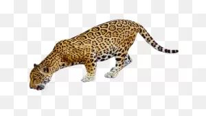 Leopard Transparent Images | Png All