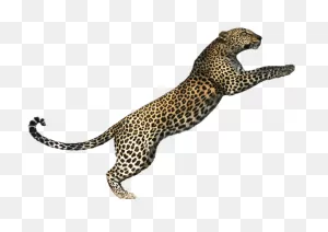 Leopard Clip Art - Png Download - Full Size Clipart (#2644207 ClipartFlare.com 