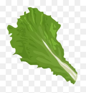80 Lettuce Illustrations And Drawings - ClipartFlare