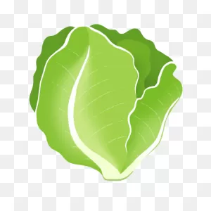 Butter Lettuce - ClipartFlare