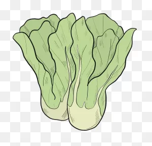 Lettuce Clipart. Free Download Transparent .png | ClipartFlare