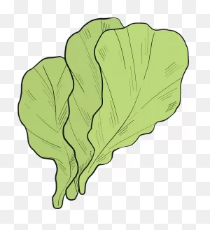 Lettuce Clipart. Free Download Transparent .png | ClipartFlare