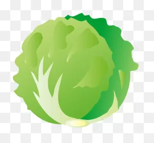 Lettuce Clipart. Free Download Transparent .png | ClipartFlare
