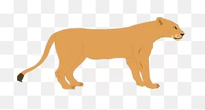 Lioness Lion Predator - Free Vector Graphic On ClipartFlare