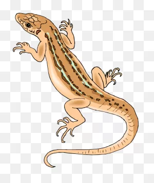 House Lizard Clipart - ClipartFlare