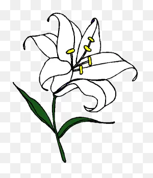 5  Easter Lily Clipart - Preview : Easter Lilies Dra | ClipartFlare