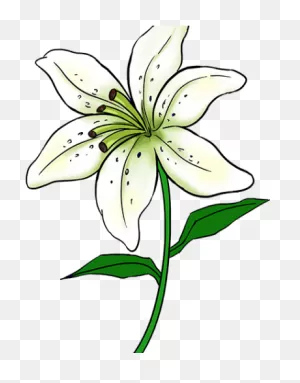 Easy Drawing Of Lily Clipart - Full Size Clipart (#5642188 ClipartFlare.com 