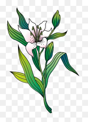 Lily Clipart. Free Download Transparent .png | ClipartFlare