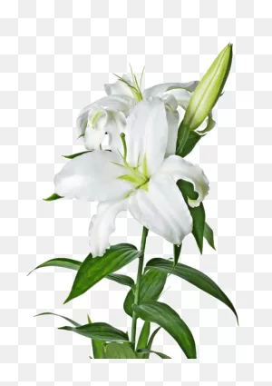 Lily Flower Plant Lily Clipart - Lily Clipart Flowers Clip Art