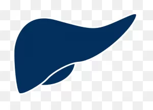 File:liver.PNG-WebP - Wikimedia Commons