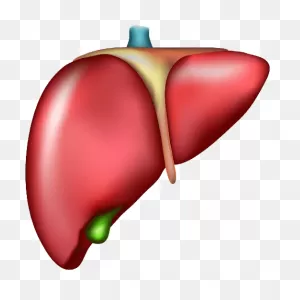 Liver Clipart Liver Disease - Png Download - Full Size Clipart ClipartFlare.com 