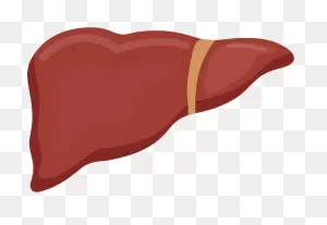 Liver Clipart. Free Download Transparent .png | ClipartFlare
